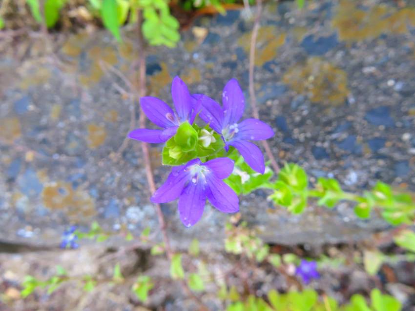 桔梗草の花咲く頃