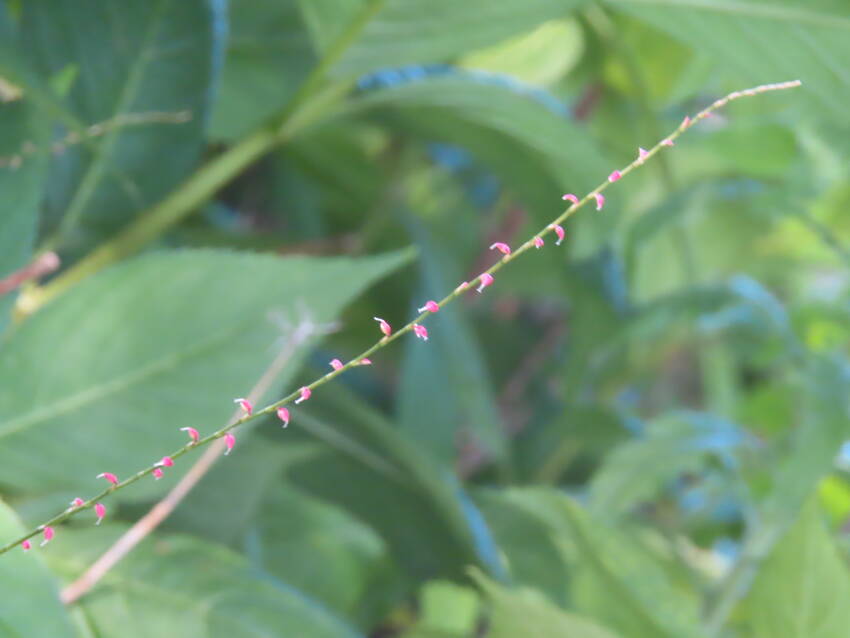 水引の花咲く頃