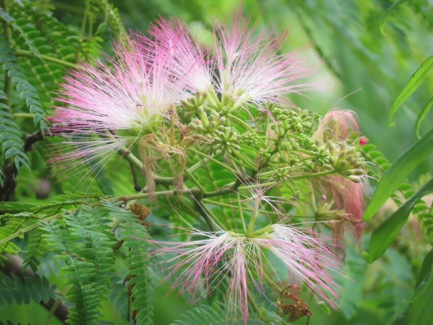 合歓の木の花咲く頃