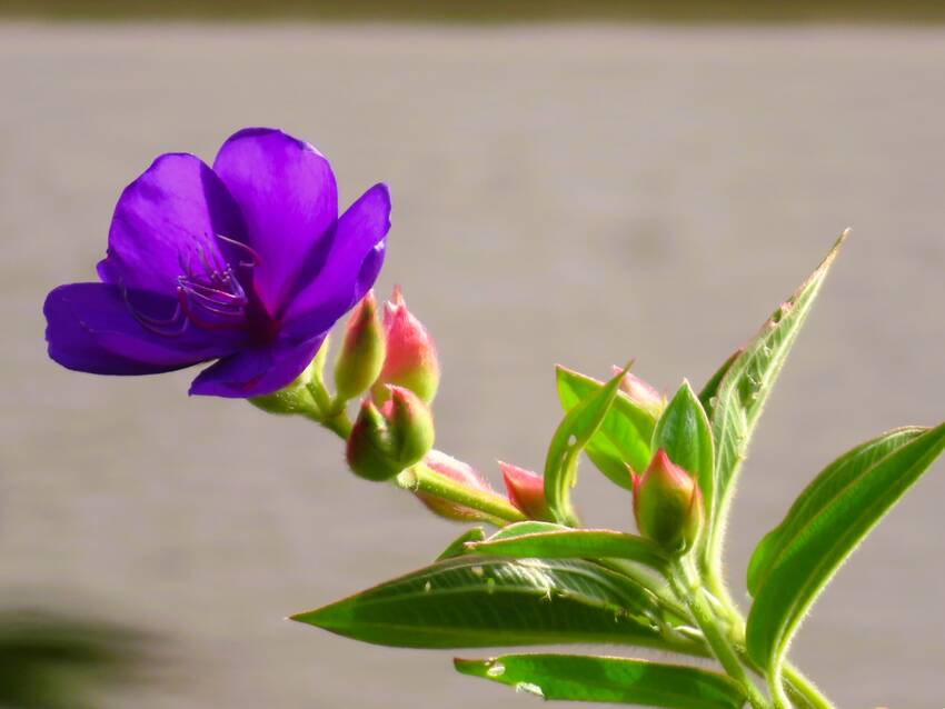 この庭の紫紺野牡丹