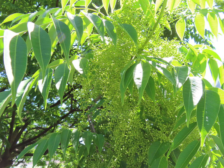 山黄櫨の蕾