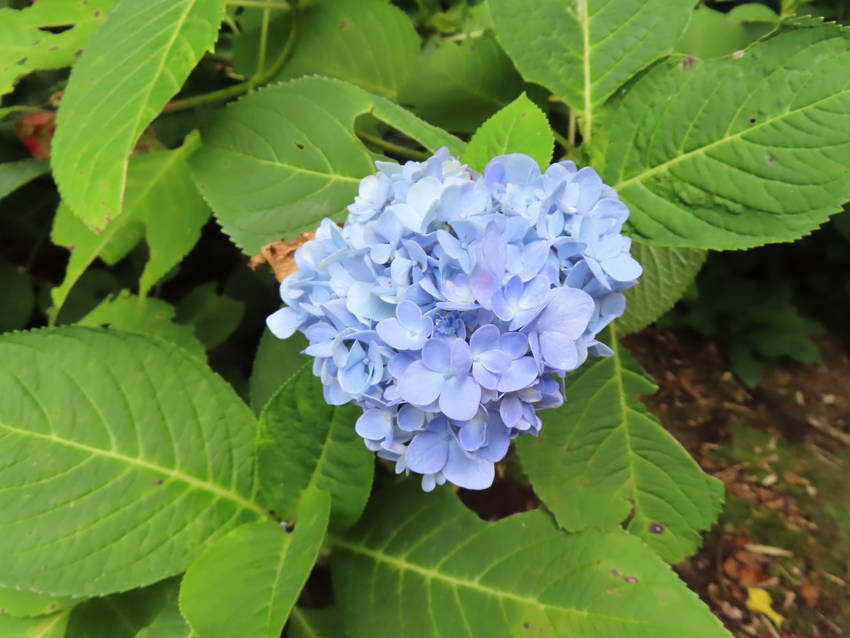 青い紫陽花が咲いています