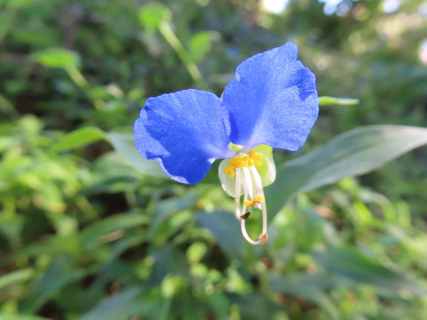 露草の花咲く頃