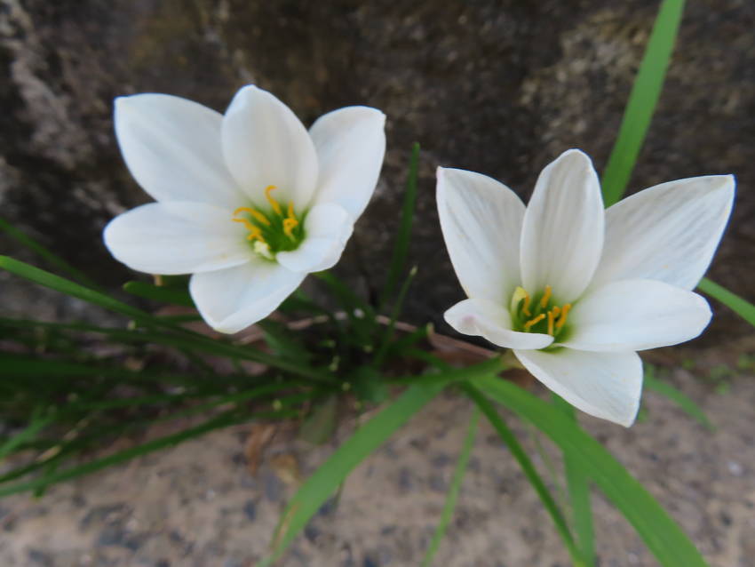 玉簾の花咲く頃