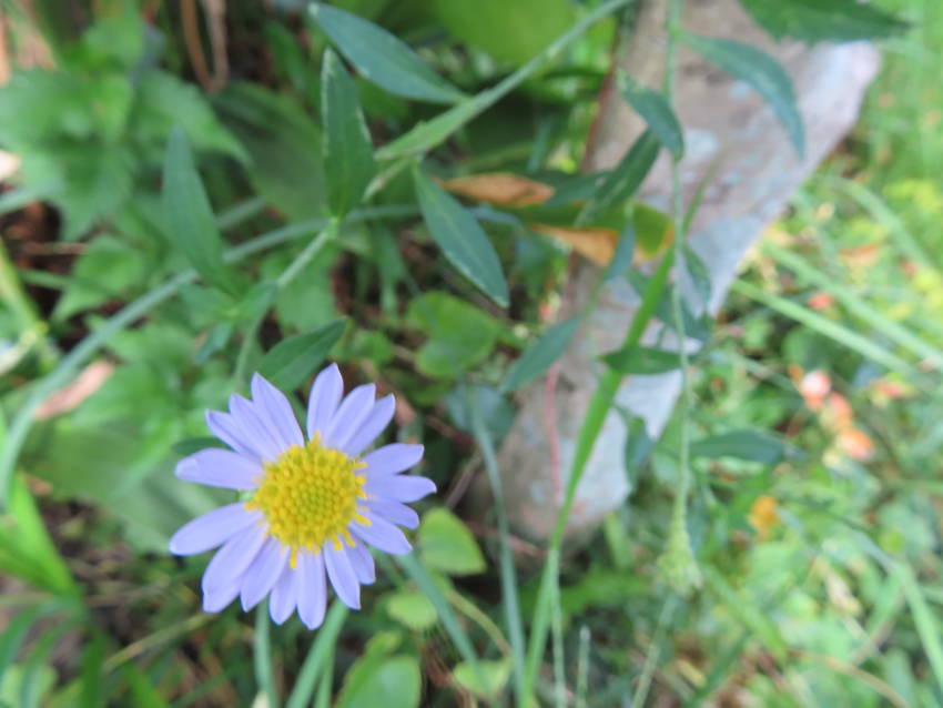 嫁菜の花咲く頃