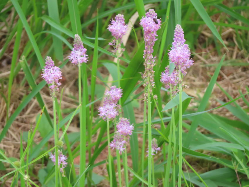 蔓穂の花咲く頃