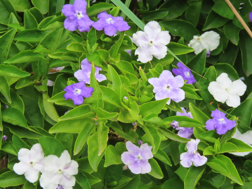 匂蕃茉莉の花咲く頃