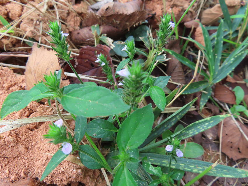 白花狐の孫の花咲く頃