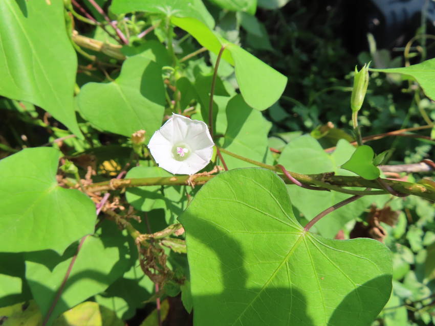 豆朝顔の花咲く頃