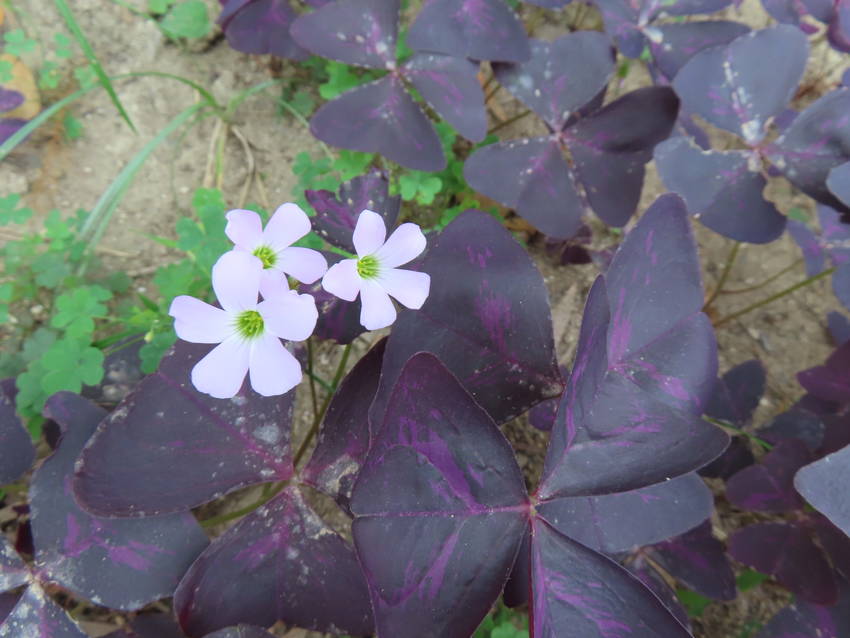 三角片喰の花咲く頃