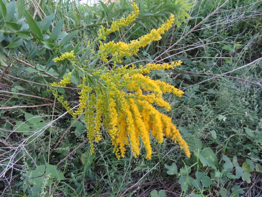 背高泡立ち草の花咲く頃