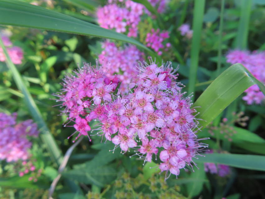 下野の花が再び