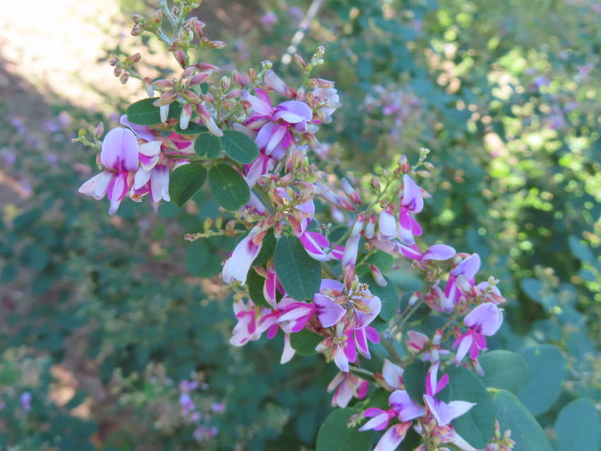 萩の花咲く頃