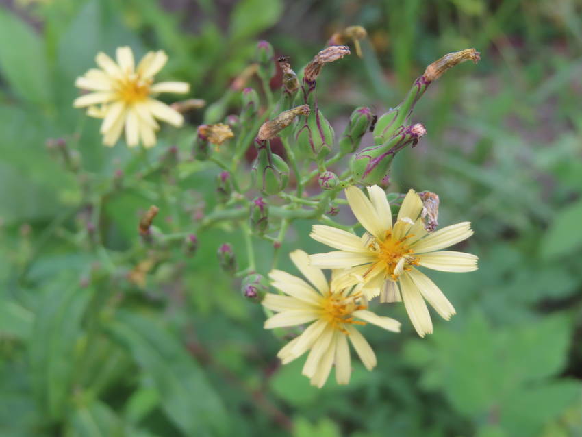 秋の野芥子の花咲く頃