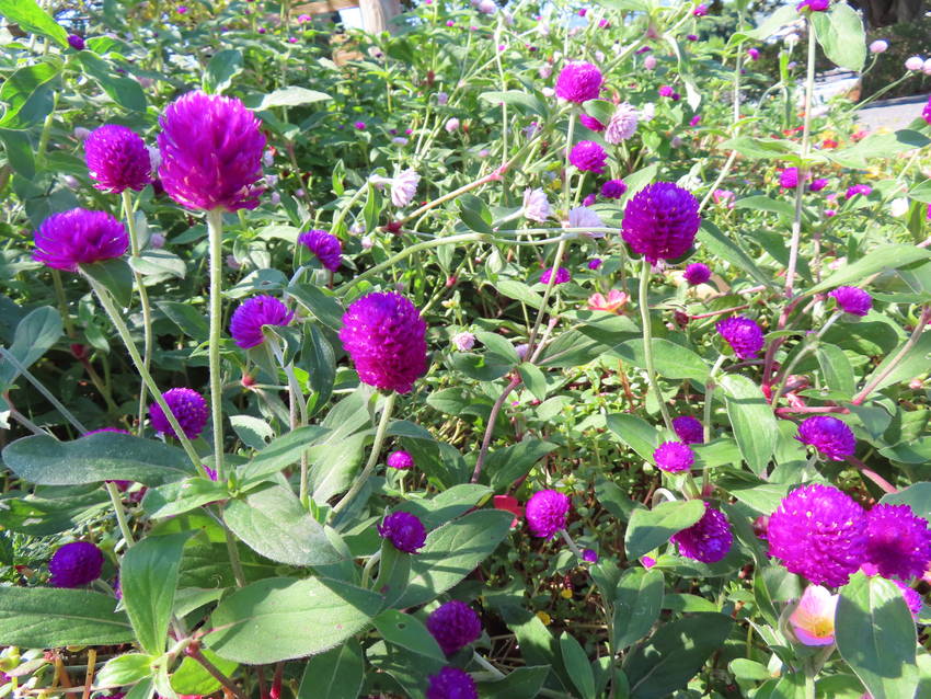 千日紅の花咲く頃