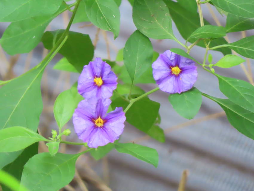 紫花茄子の花咲く頃