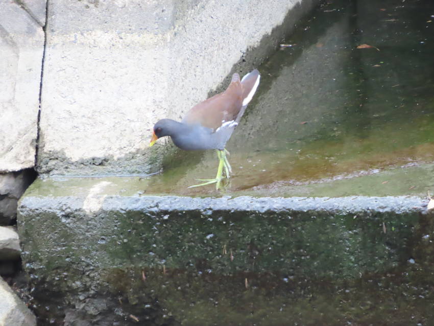 ひなちゃんの餌場