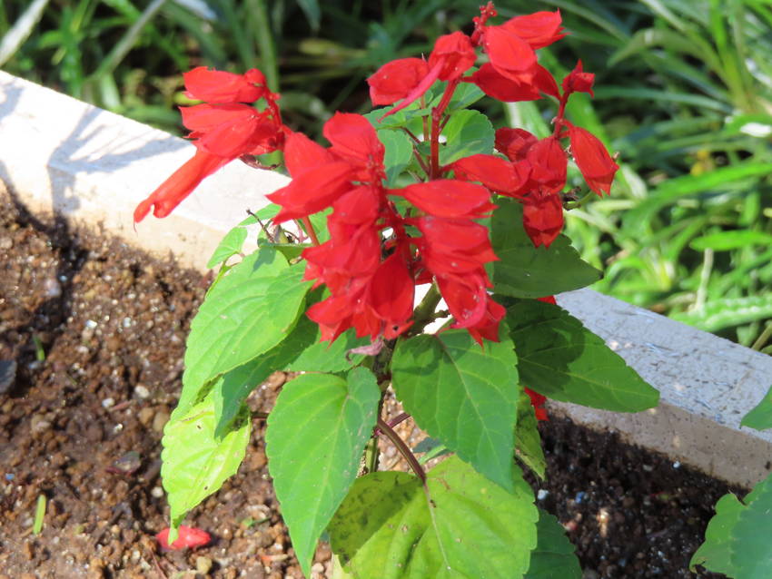 来路花の花咲く頃