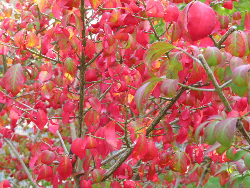 紅葉だより ー 小真弓の紅葉