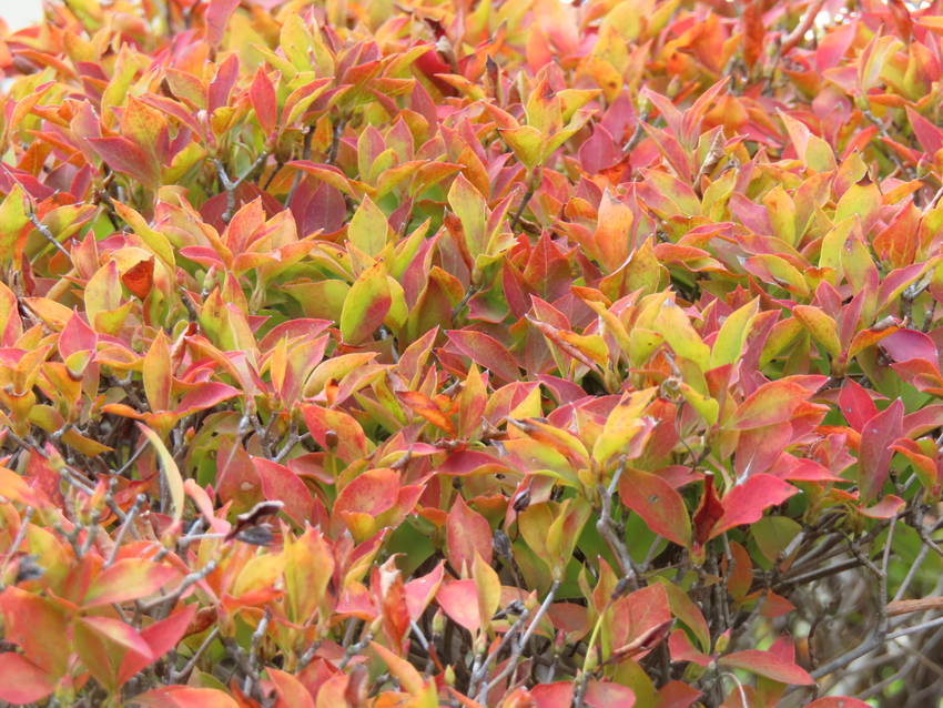 紅葉だより ー 満天星躑躅の紅...