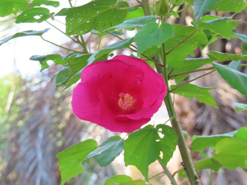 赤花芙蓉は未だに咲く