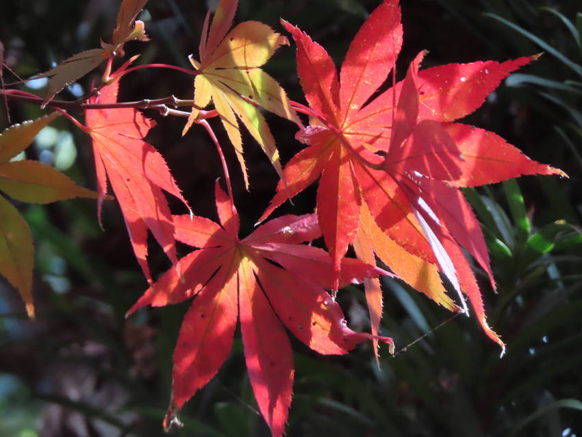 紅葉だより ー この庭の出猩々