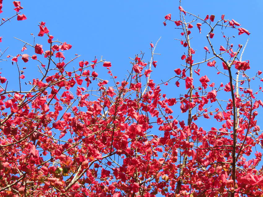 紅葉だより ー 小真弓