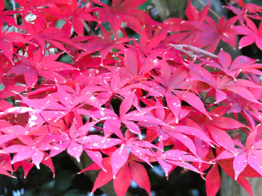 紅葉だより ー この庭の出猩々...