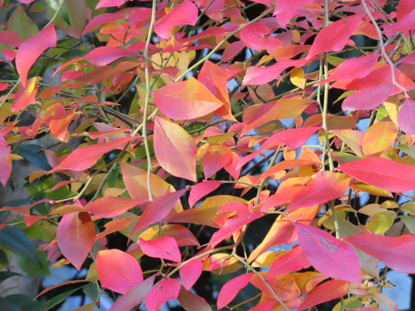 紅葉だより ー この庭のブルー...