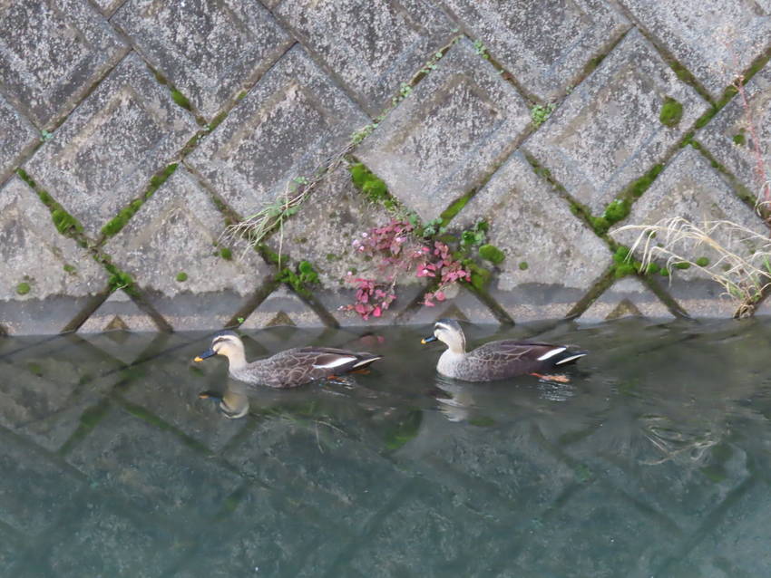 上流から下流へ向かう二羽のカル...