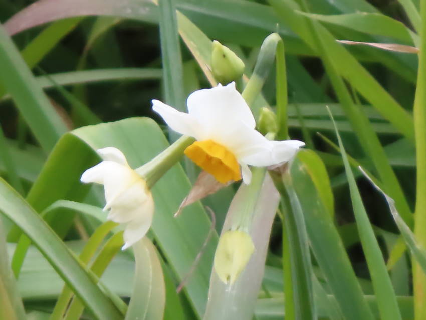 水仙の花咲く頃