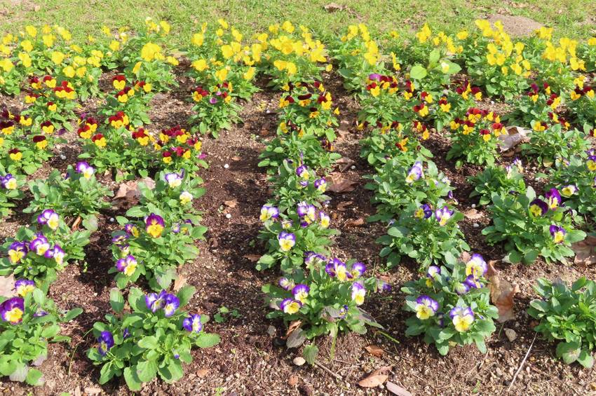 ビオラの花咲く頃