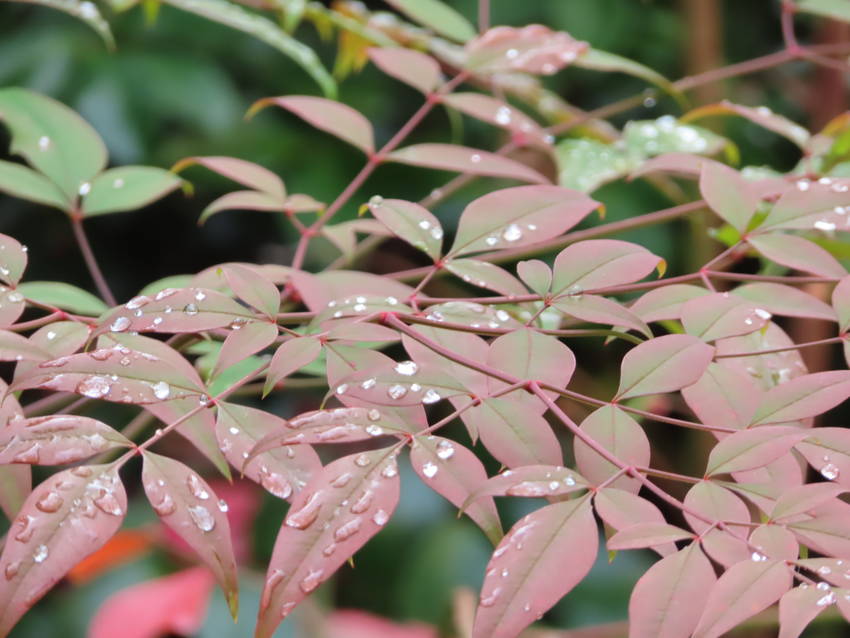 この庭の南天の新葉と雨粒