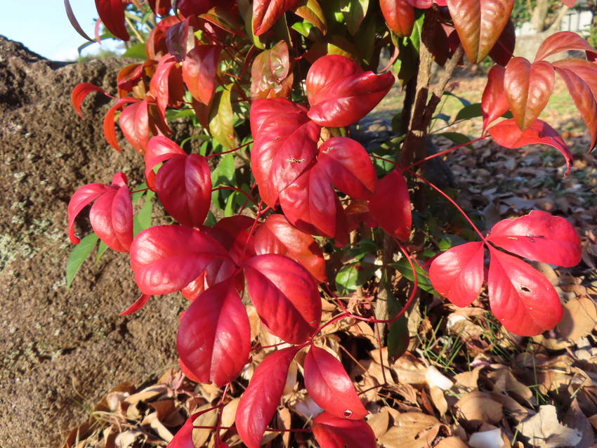 お多福南天の紅葉