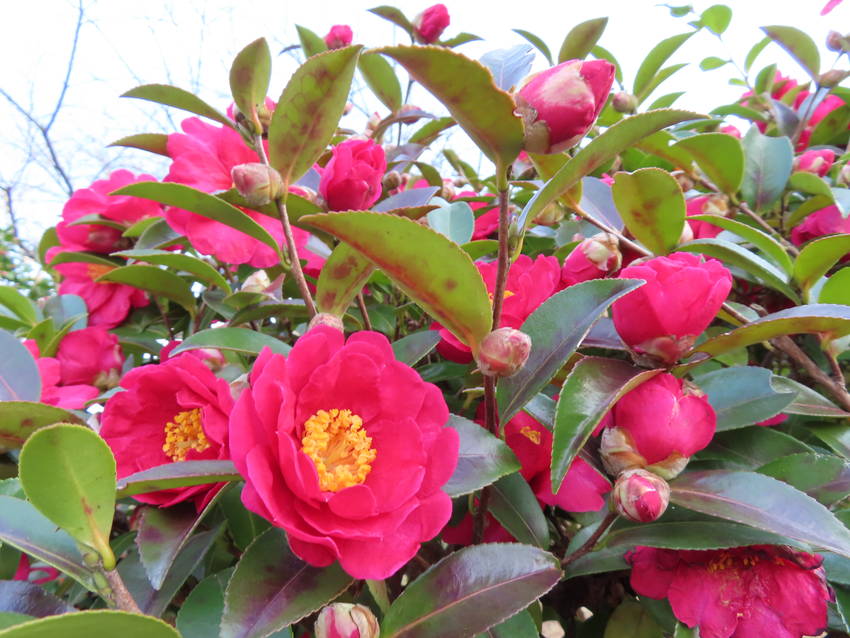 山茶花の花咲く頃