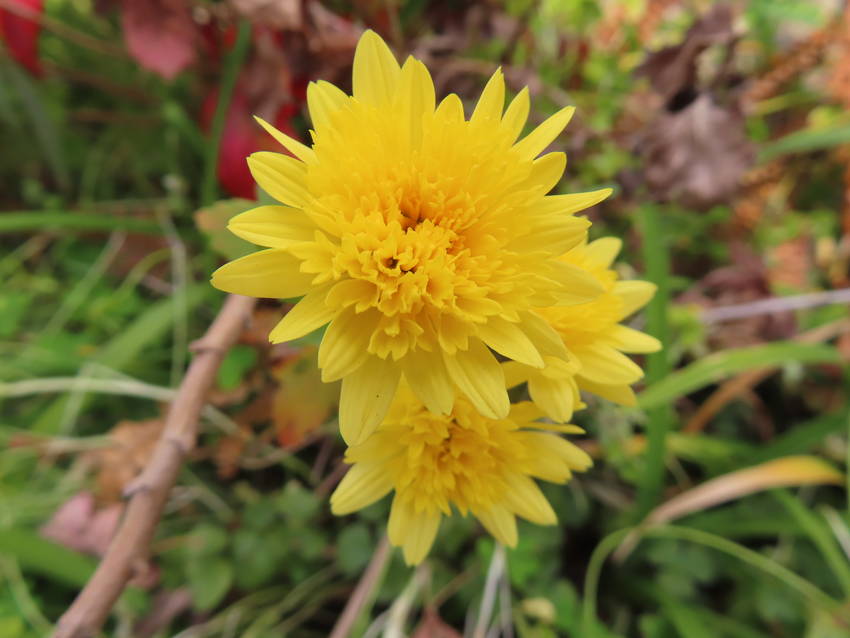 小菊の花咲く頃