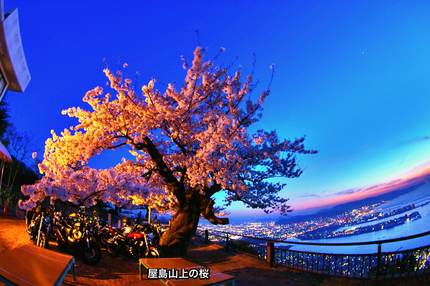 屋島山上の桜