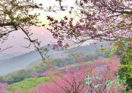 山上の桜と朝日