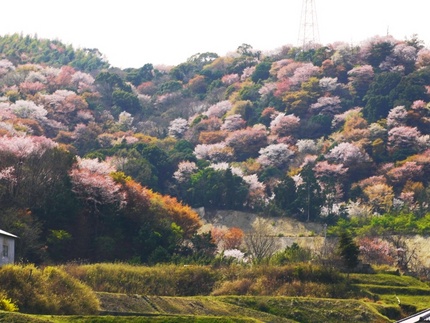 山桜咲く里山