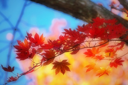 赤く紅葉した葉に当たる木洩れ陽...