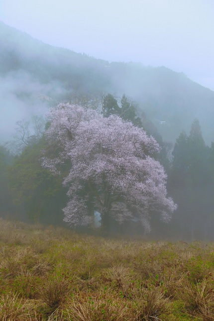 桜を巡る 天日神社のエドヒガン...