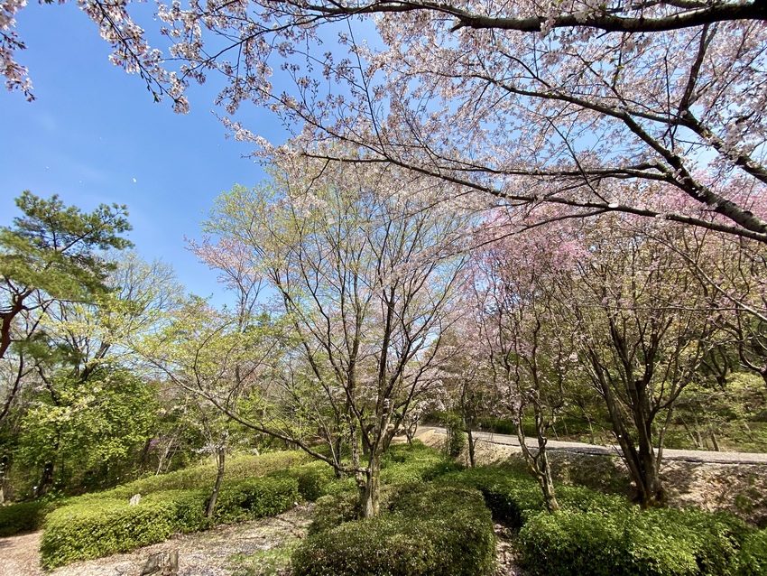 葉桜も楽しめてね 新緑へのスタ...