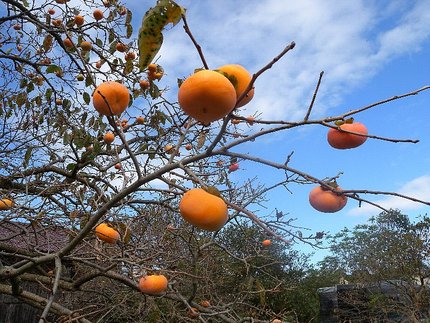 漸く秋らしい光景に