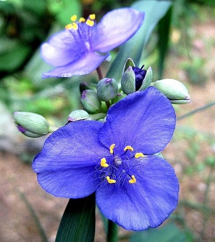 ファルコン植物記（５７）青紫色...