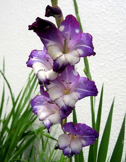 ファルコン植物記（６３）青紫色...