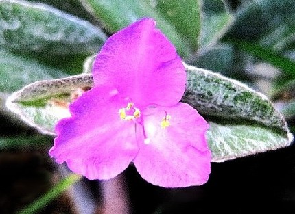 ファルコン植物記（１０２）赤紫...