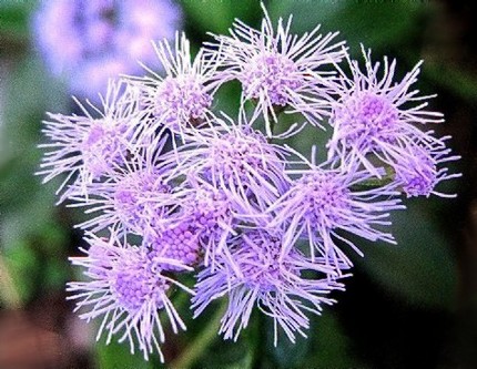 ファルコン植物記（１０６）青紫...