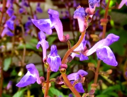 ファルコン植物記（３６７）青紫...