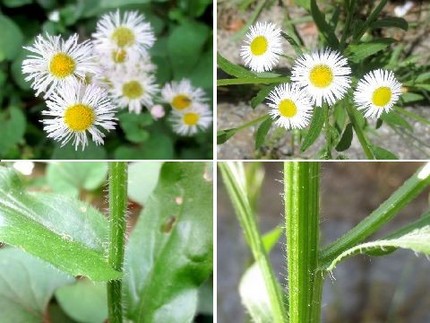 ファルコン植物記（７９７）【ハ...