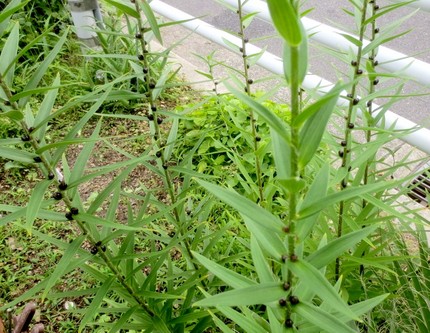 ファルコン植物記（８３６）オニ...